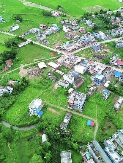 बिजौरी (Bijauri)